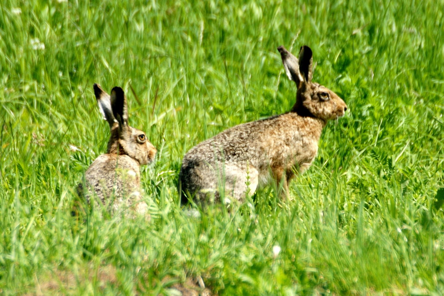 Hare fredericia
